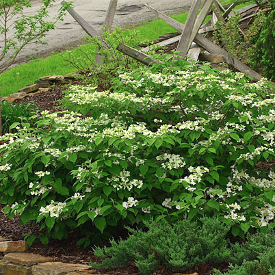 Viburnum Plicatum Mariesii