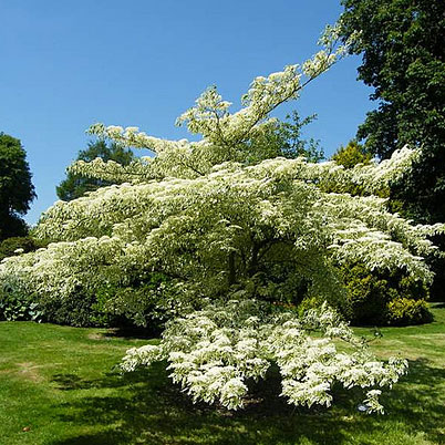 Cornus Controversa Variegata - The Wedding Cake Tree