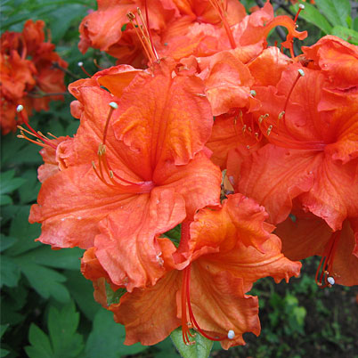 Exbury Azalea - Deciduous Azalea