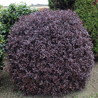 Pittosporum Tenuifolium - Tom Thumb