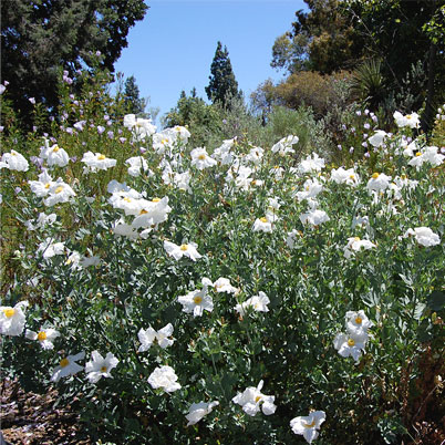 Californian Poppy - Romneya Coulteri