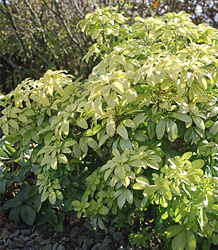 Choisya Ternata Sundance-Mexican Orange Blossom