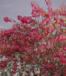 Euonymus Alata Compactus