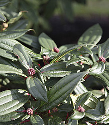 Viburnum Davidii-Barrenwort