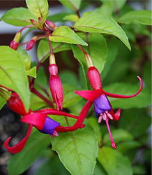 Fuchsia Genii-Golden Fuchsia