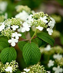 Viburnum Plicatum Mariesii-Japanese Wedding Cake Tree