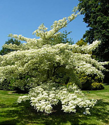 Cornus Controversa Variegata-Wedding Cake Tree