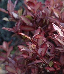 Pseudowintera Colorata Marjorie Congreve