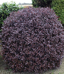 Pittosporum Tenuifolium Tom Thumb