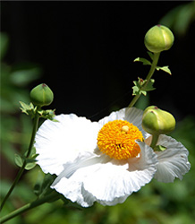 Romneya Coulteri-Californian Poppy