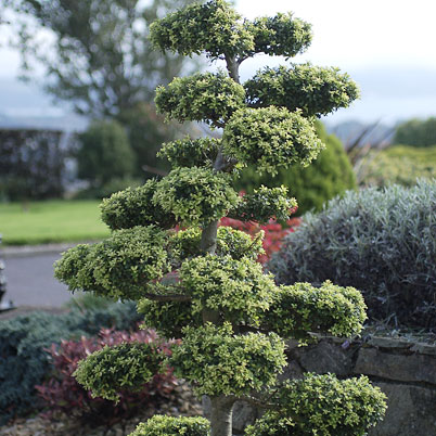 Ilex Crenata