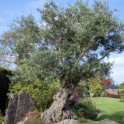 Olea Europaea