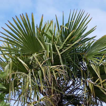 Trachycarpus Fortunei Chusan Palm