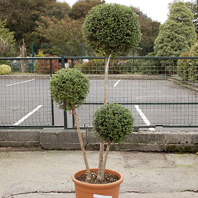 Ligustrum Jonandrum Delavuanum