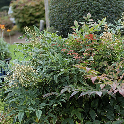 Nandina Domestica Sacret Bamboo