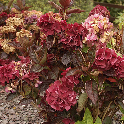 Hydrangea Macrophylla Merveille Sanguine