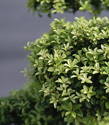 Ilex Crenata-Kinme