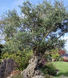 Olea Eupopaea