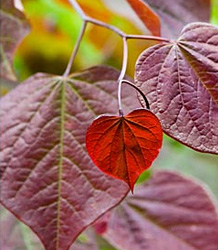 Cercis Canadensis Forest Pansy