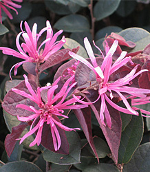 Loropetalum Chinense Fire Dance