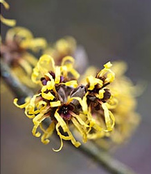 Hamamelis Mollis Pallida