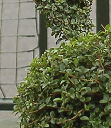 Ligustrum Jonandrum Delavayanum