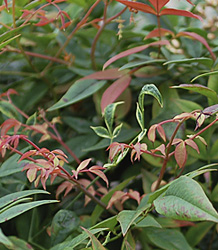 Nandina Domestica