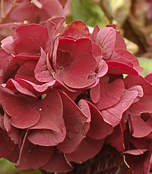 Hydrangea Macrophylla Merveille Sanguine