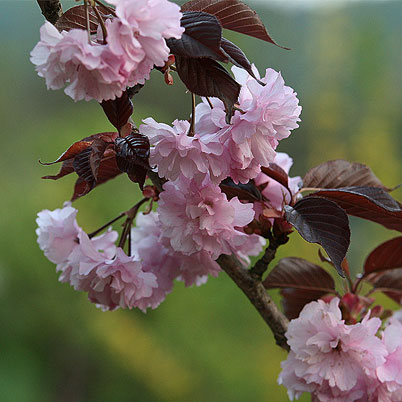 Prunus Royal Burgundy