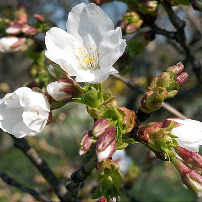 Prunus Taihaku - White Cherry