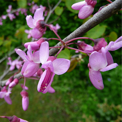 Cercis Siliquastrum - The Judas Tree