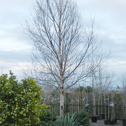 Betula Albosinensis Fascination - SIlver Birch