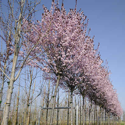 Prunus cerasifera Nigra - Cherry Plum