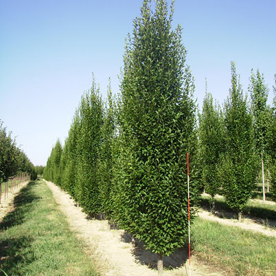 Carpinus Betulus Fastigiata-Hornbeam