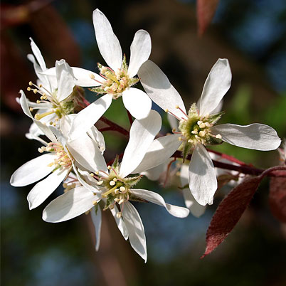 Amelanchier Robin Hill - Snowy Mespilus