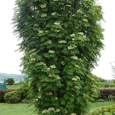 Sorbus Aucuparia - Autumn Spire