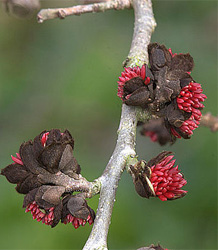  Parrotia persica Vanessa