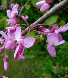 Cercis Siliquastrum