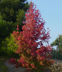 Liquidambar Styraciflua