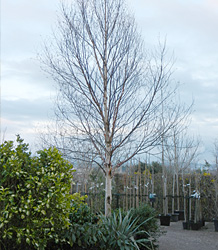 Betula Albosinensis Fascination