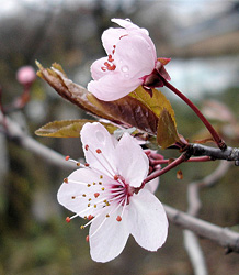 Prunus Cerasifera Nigra