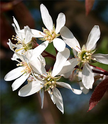 Amelanchier Robin Hill