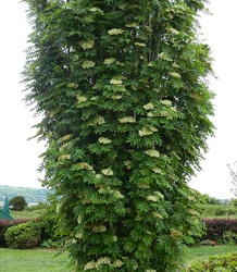 Sorbus Aucuparia-Autumn Spire