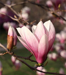 Magnolia Soulangiana